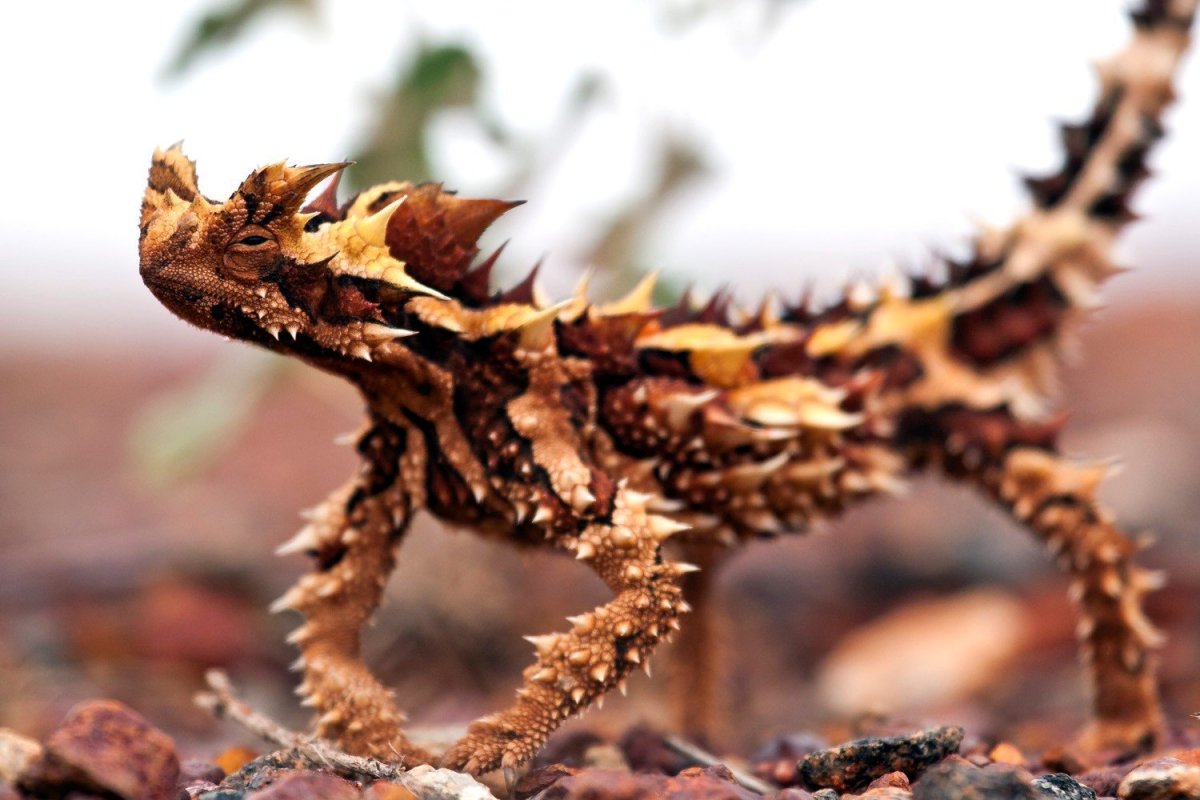 Молох ящерица