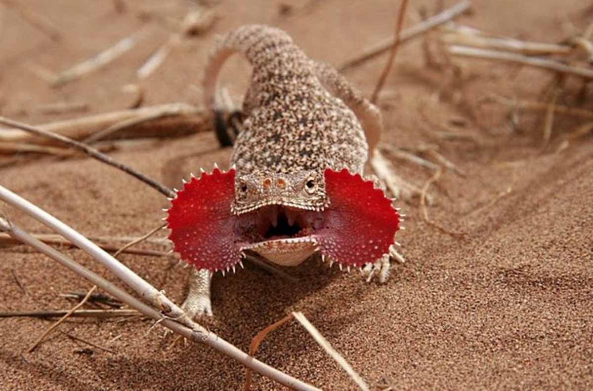 Молох хорридус