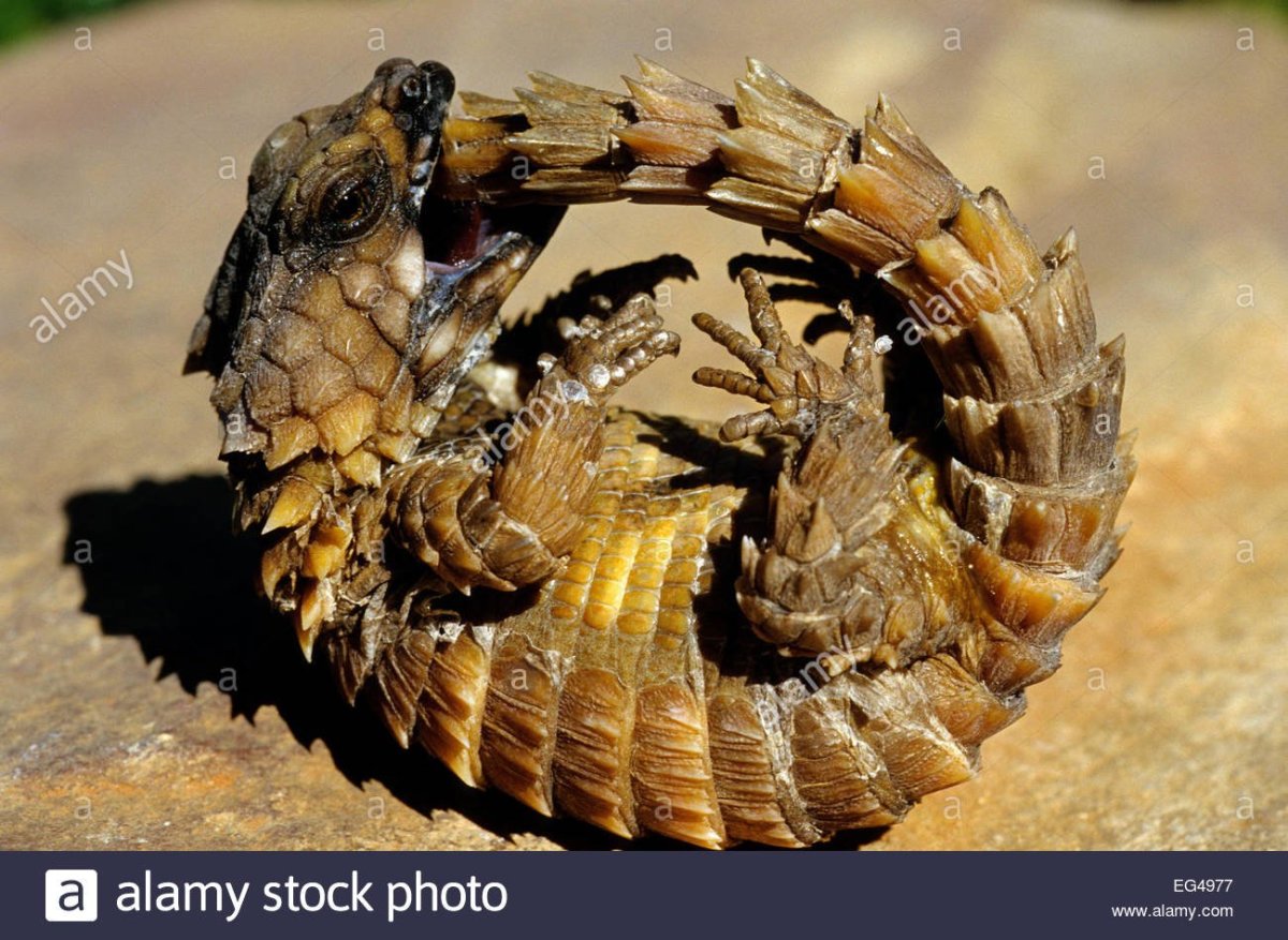 Колючая ящерица Молох