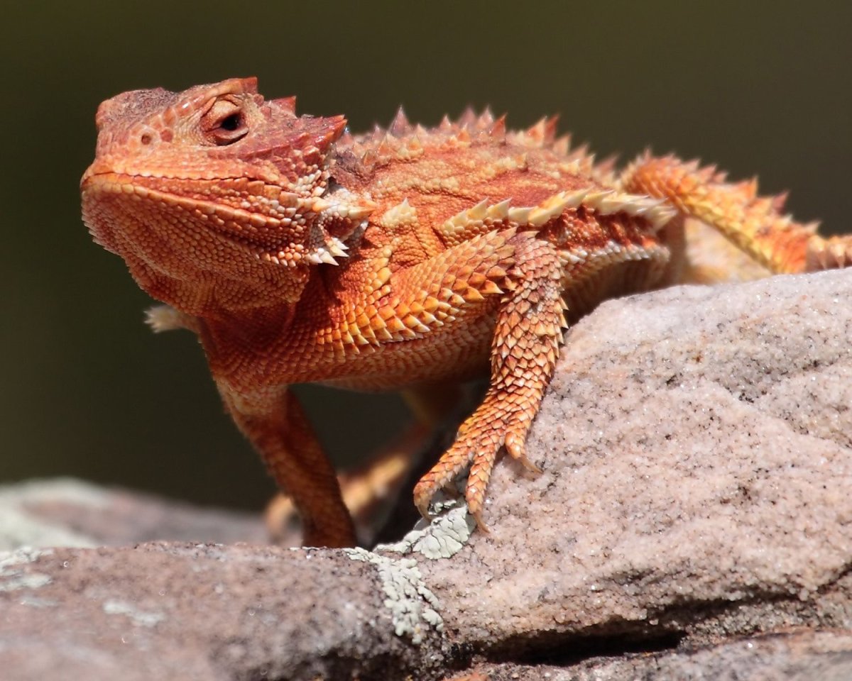 Молох (ящерица) в пустыне