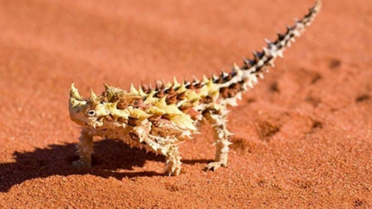 Геккон бородатая агама