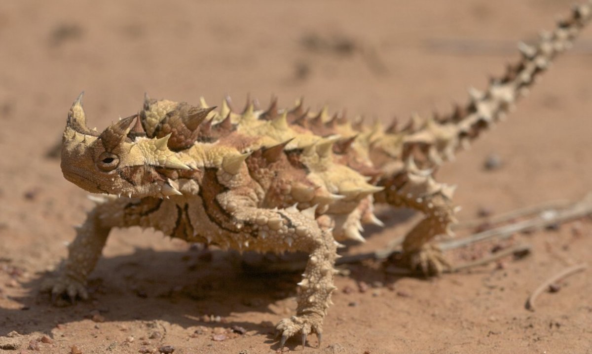 Молох ящерица