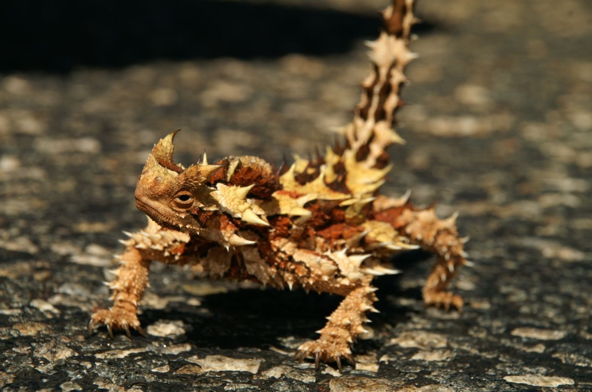 Колючий дракон