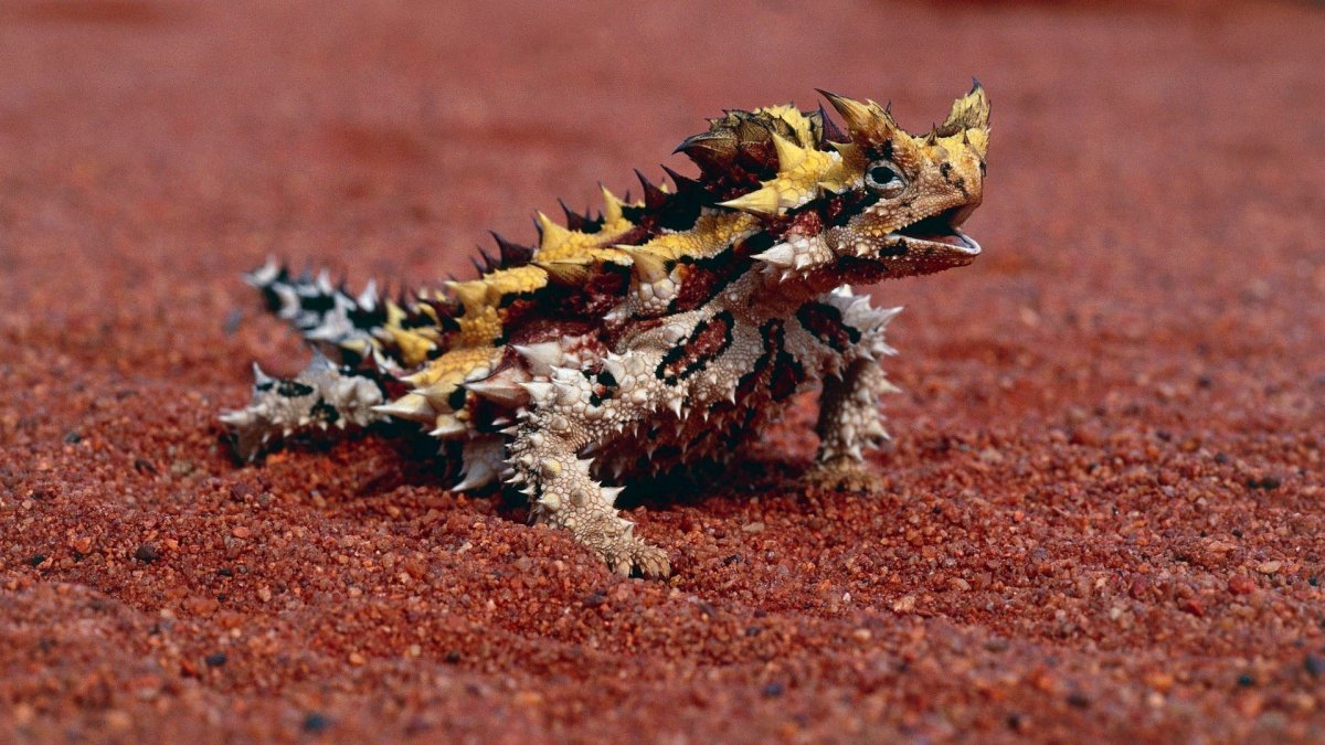 Ящерица агама Ситана