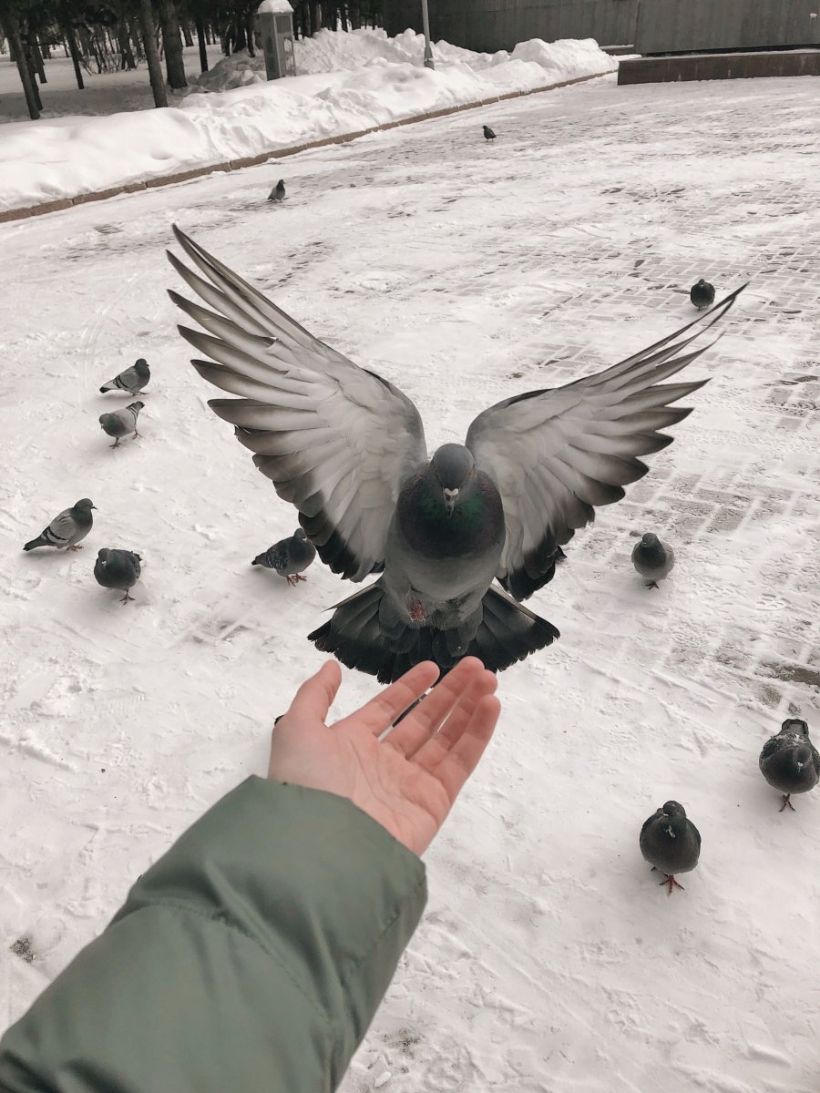 Сизый голубь на руке