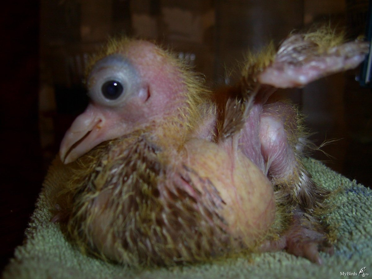 Маленький голубь птенец