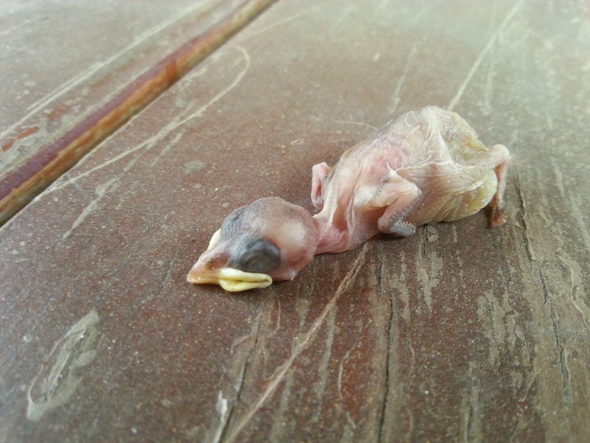 Маленькие голуби