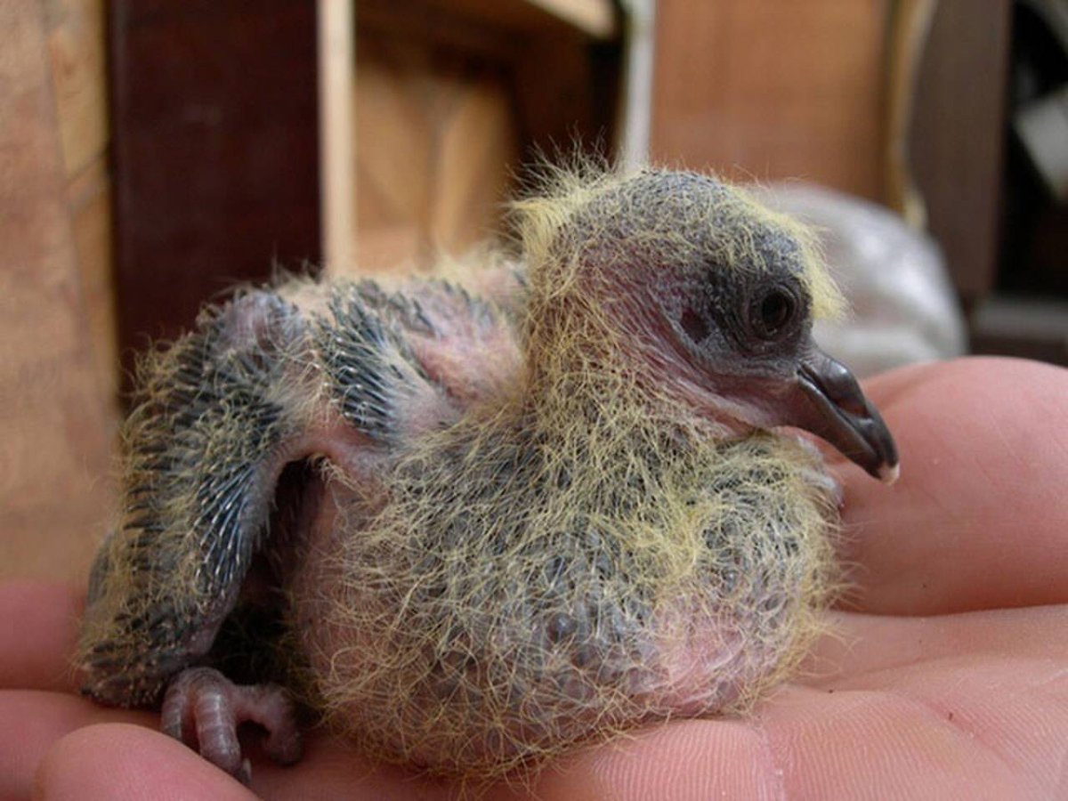 Птенец голубя