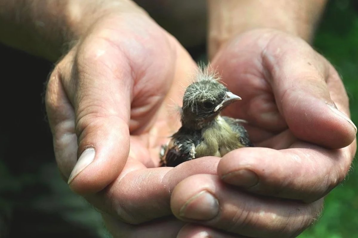 Птенцы воробья Новорожденные