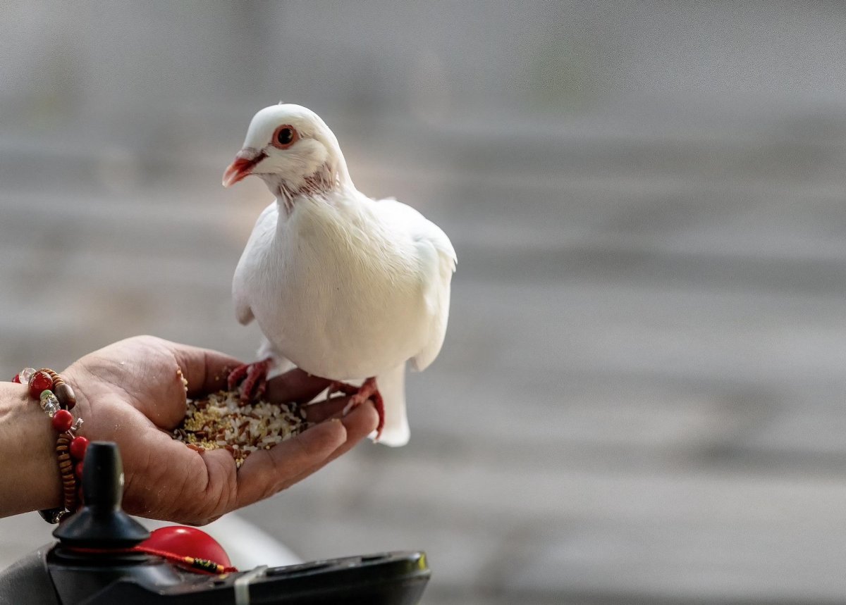 Ручной голубь