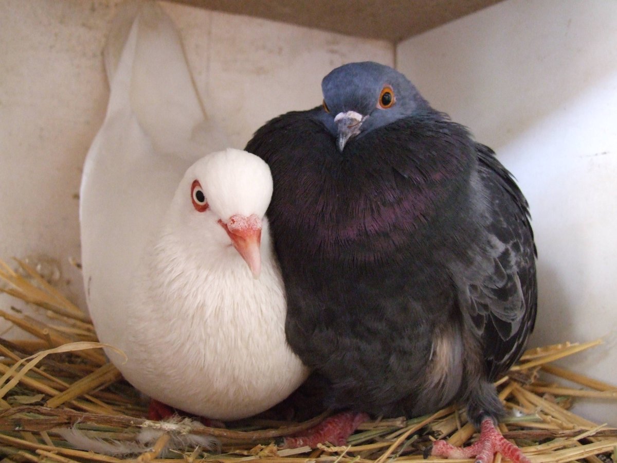 Два голубя