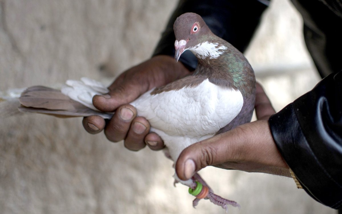 Пакистанский голубь шпион