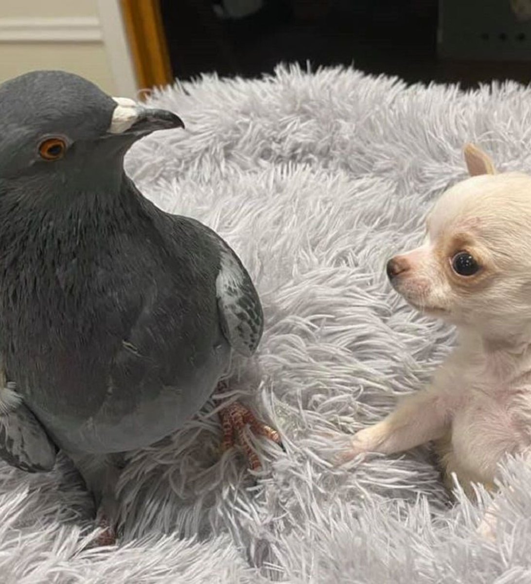 Маленькие голуби