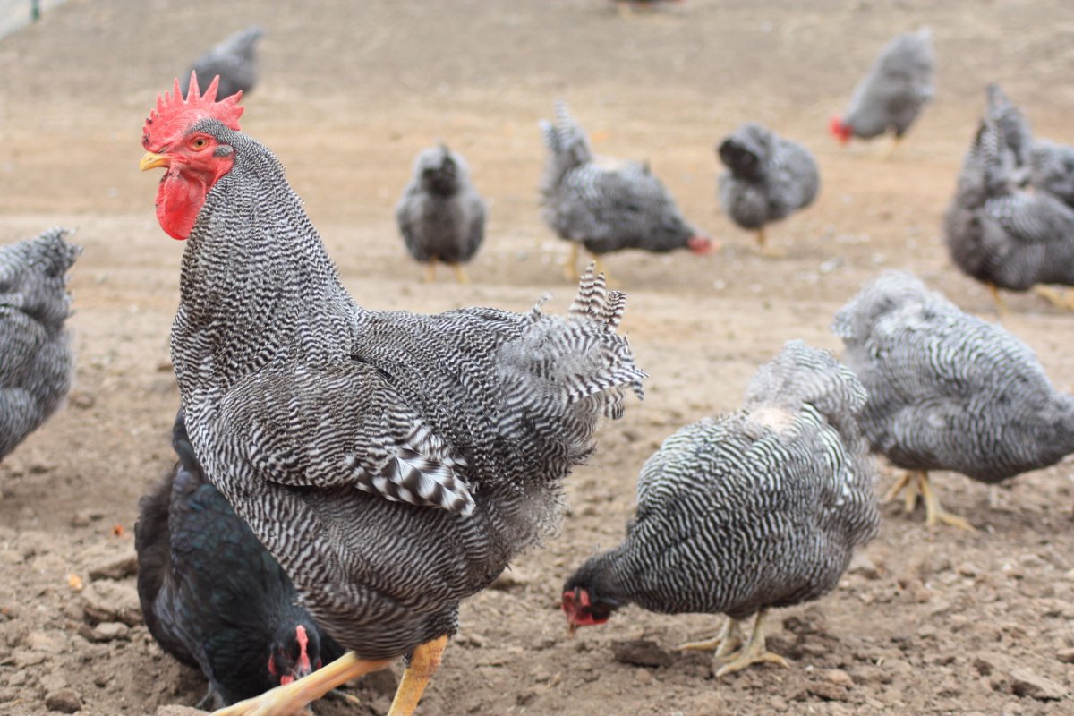 Доминант 959 куры