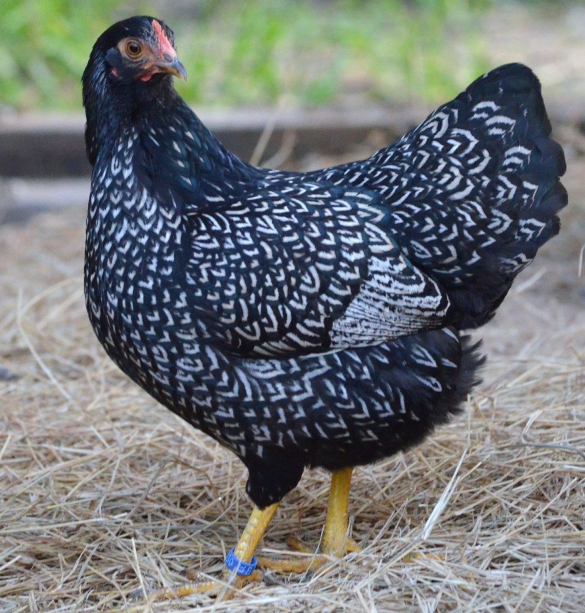 Доминант Суссекс