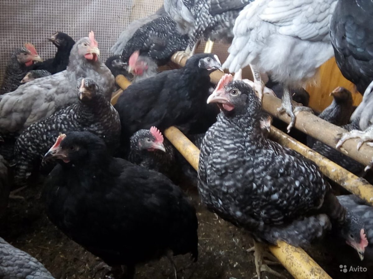 Виандот золотистый