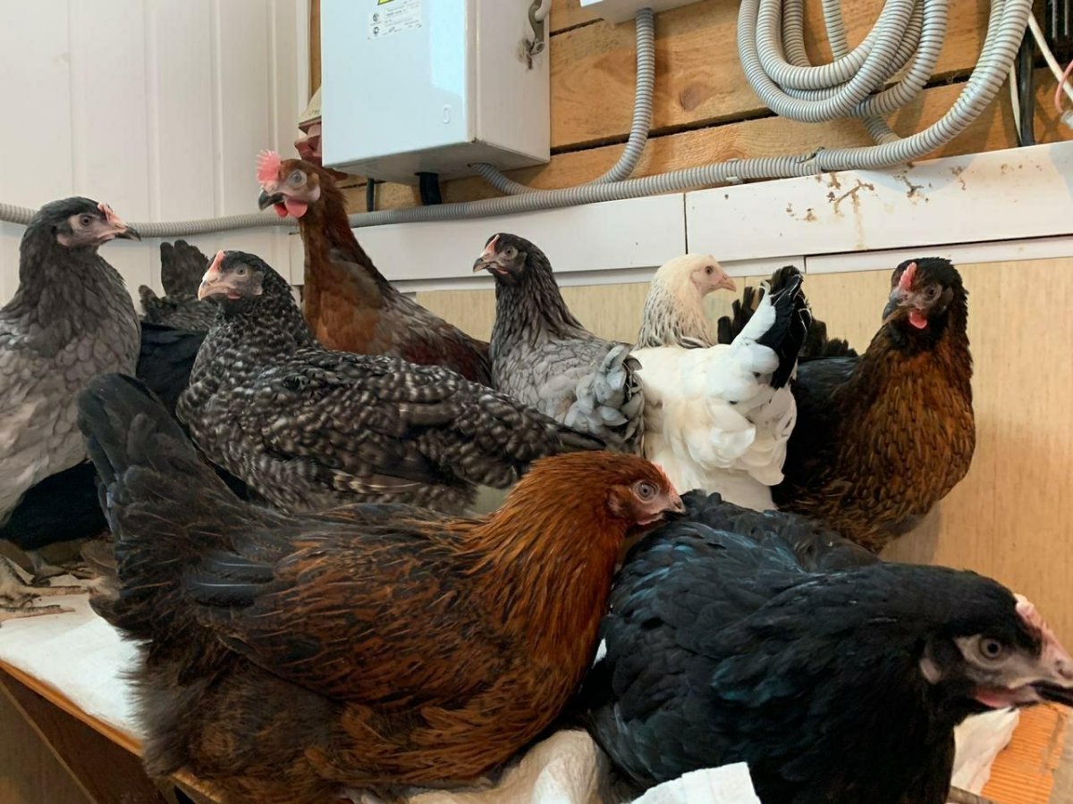 Куры Доминант д 301 Триколор