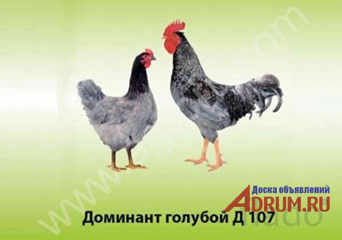 Чешский Доминант д107