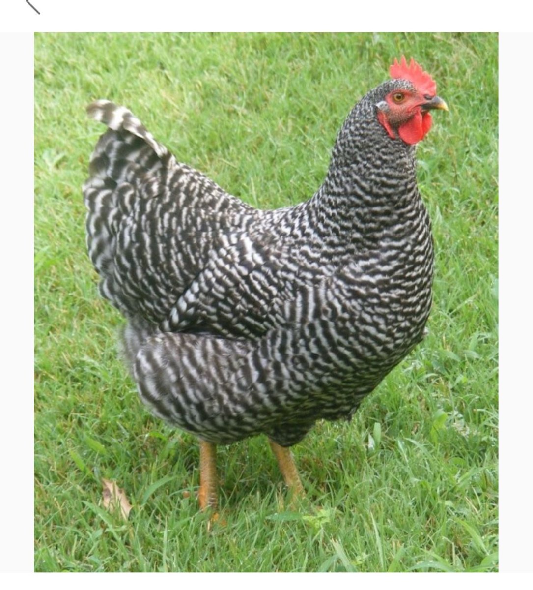 Доминант 959 крапчатый