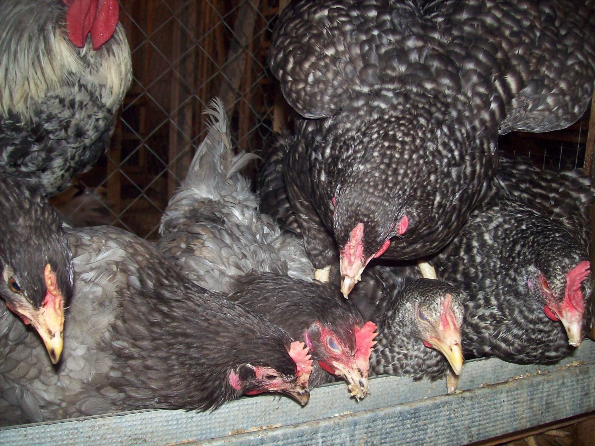 Чешский Доминант gs459