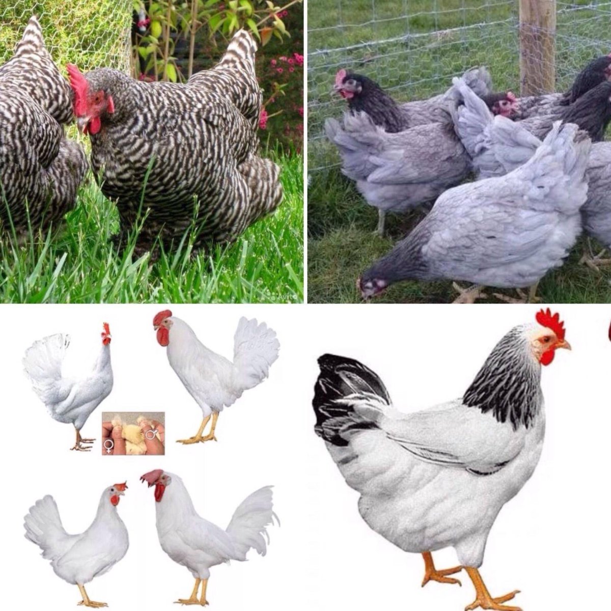 Куры Доминант Суссекс