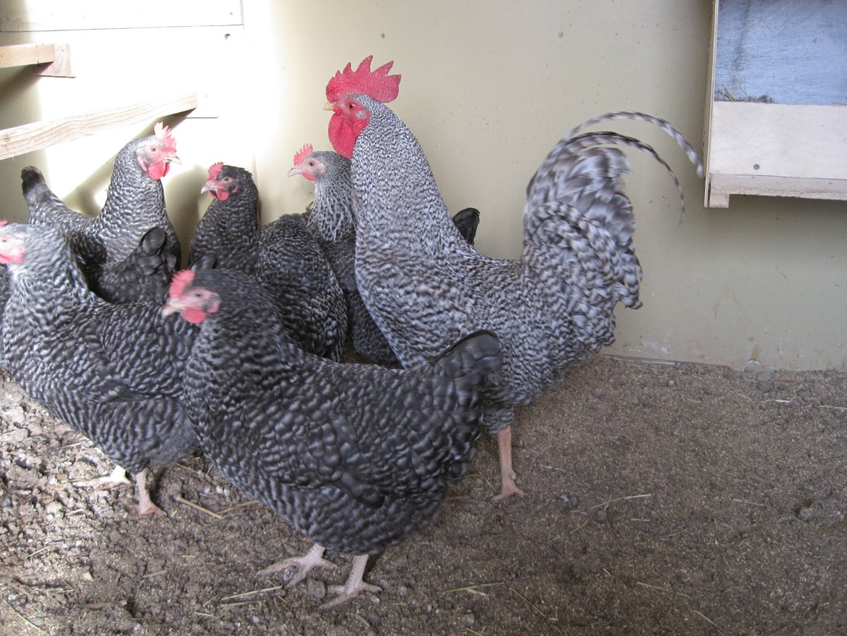 Куры несушки Доминант