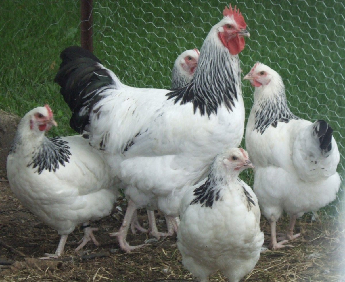 Куры несушки Доминант
