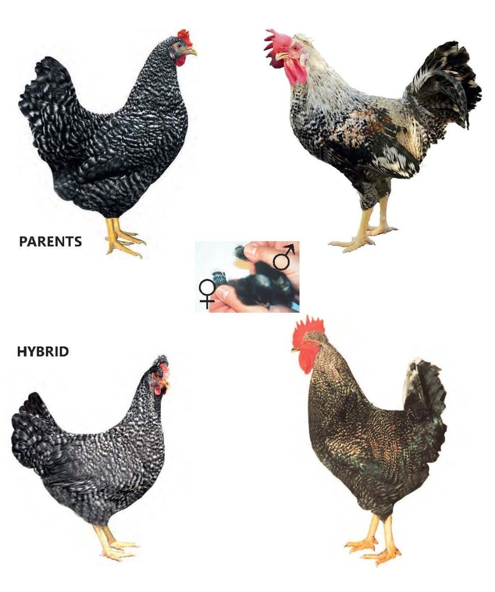 Куры несушки Доминант 959