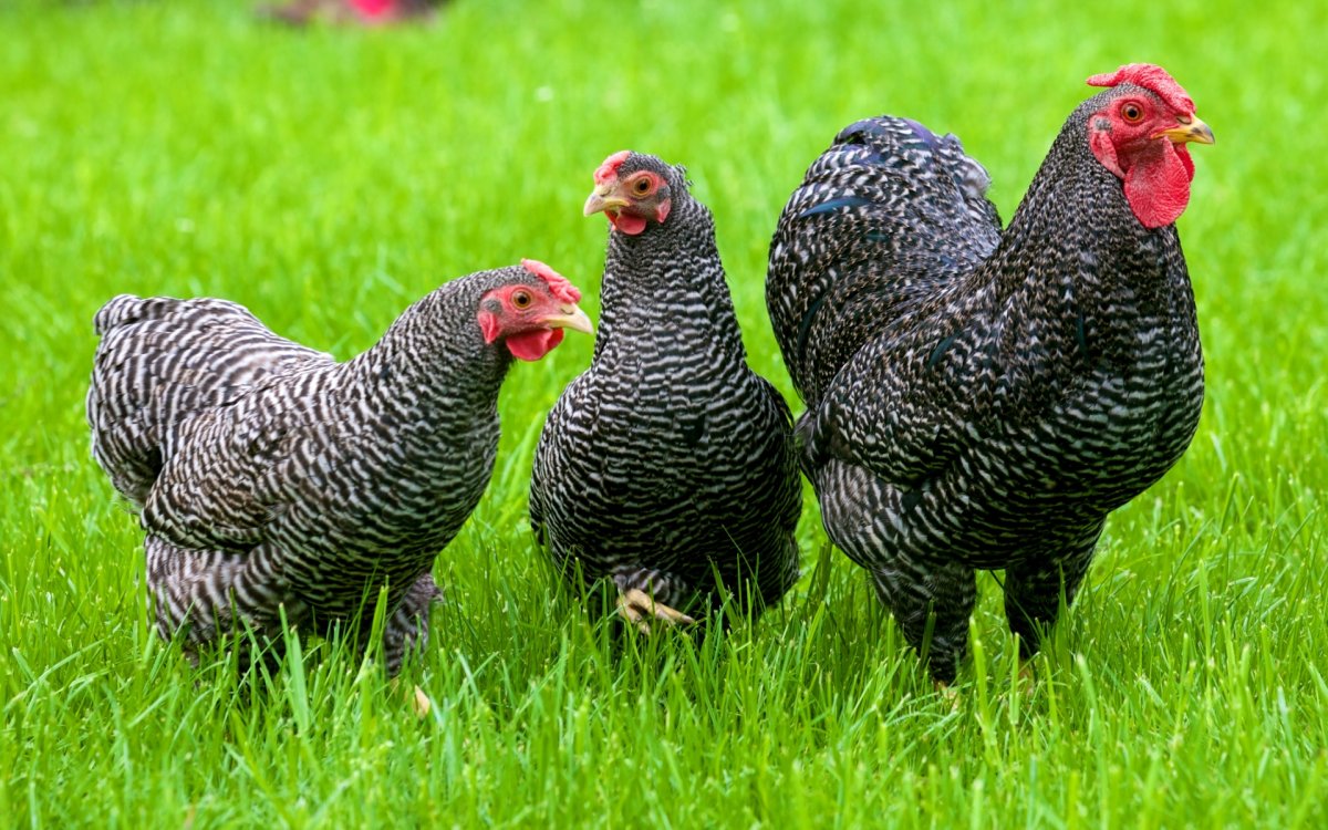 Плимутрок куропатчатый