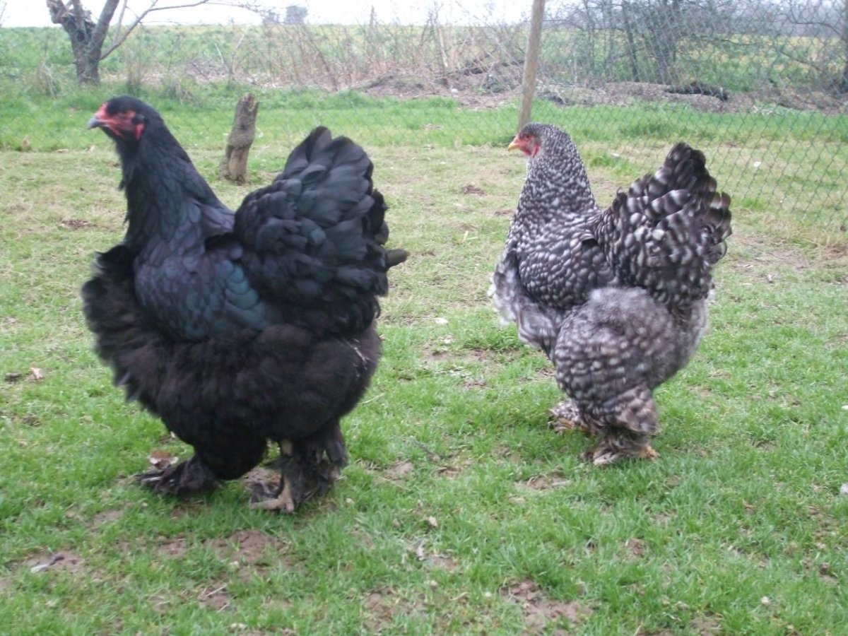 Куры порода Грис Барр