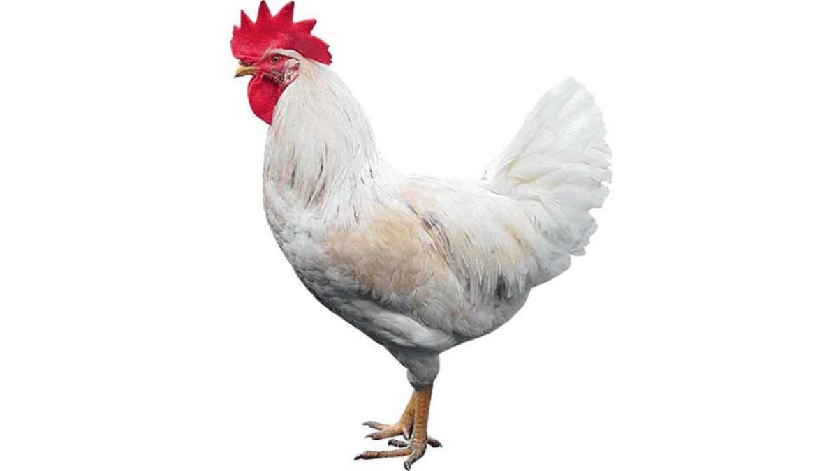 Доминант д 102