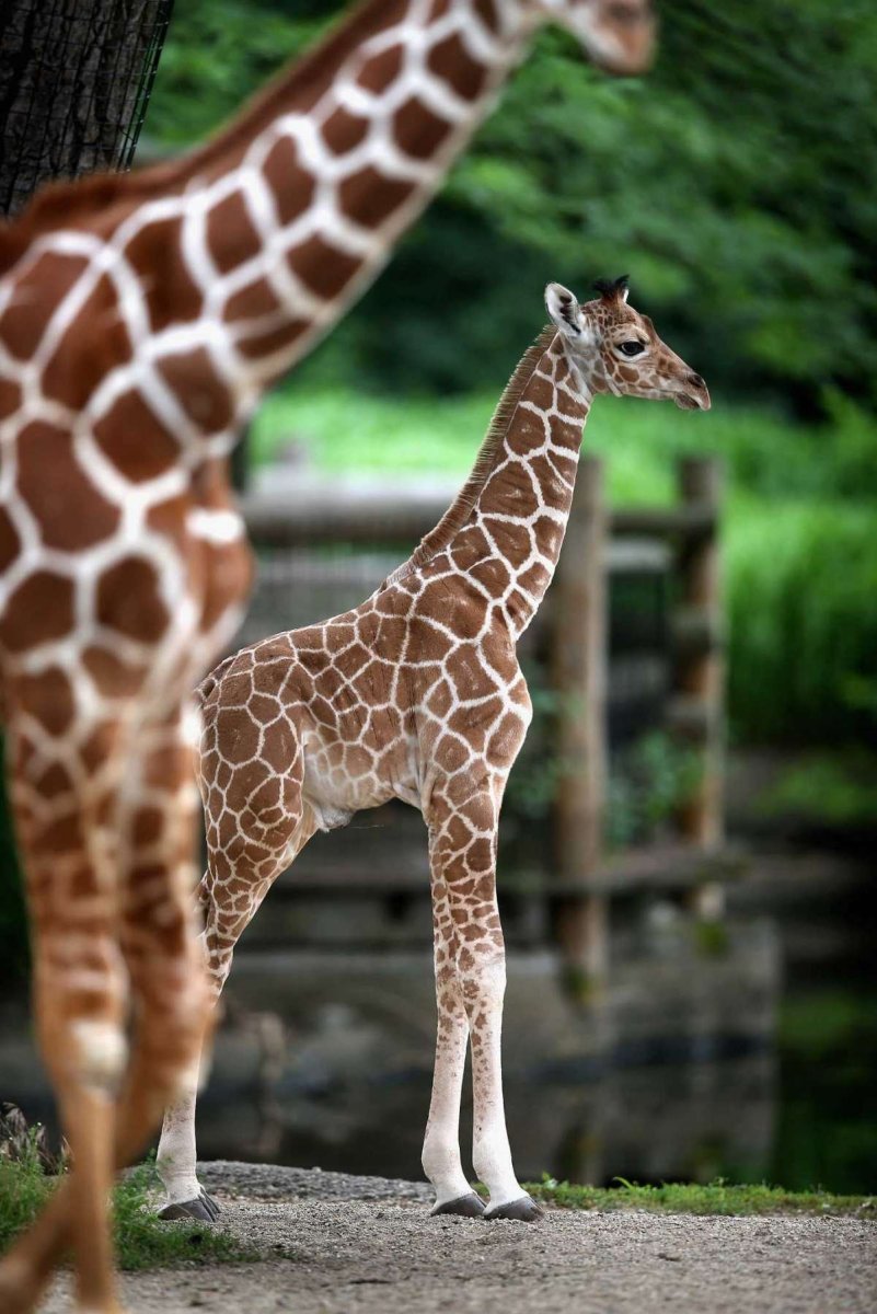 Хвост жирафа