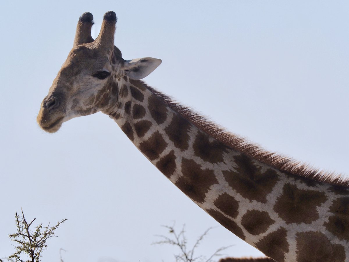Жираф с самым длинным хвостом