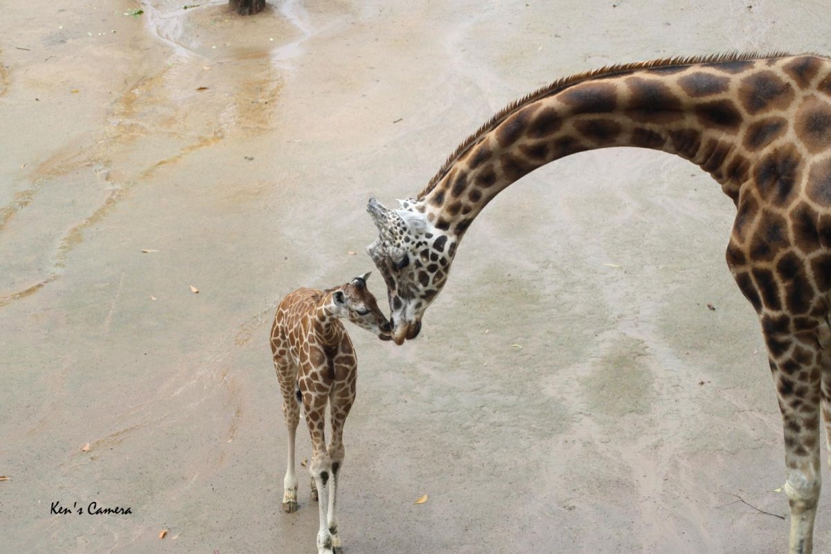 Ноги животных