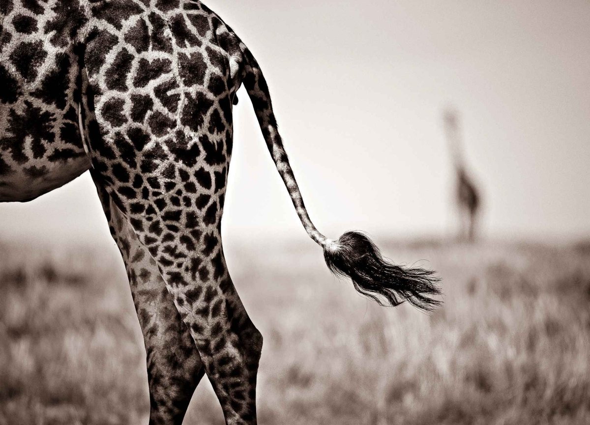 Жираф нагнулся