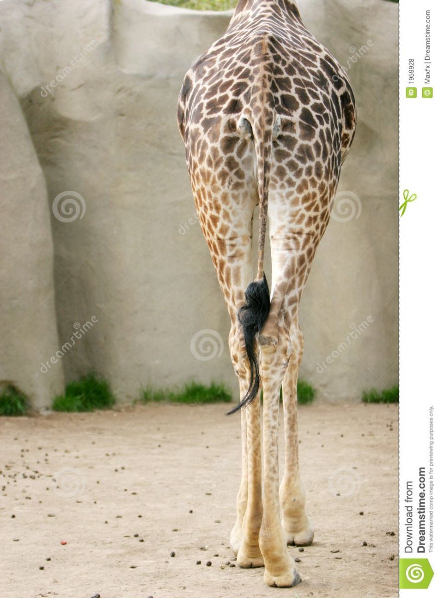 Жираф в природе