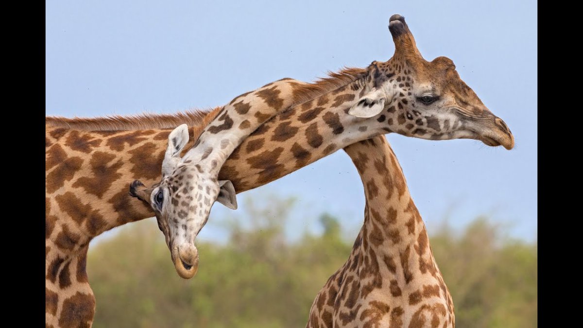 Спаривание Жирафов