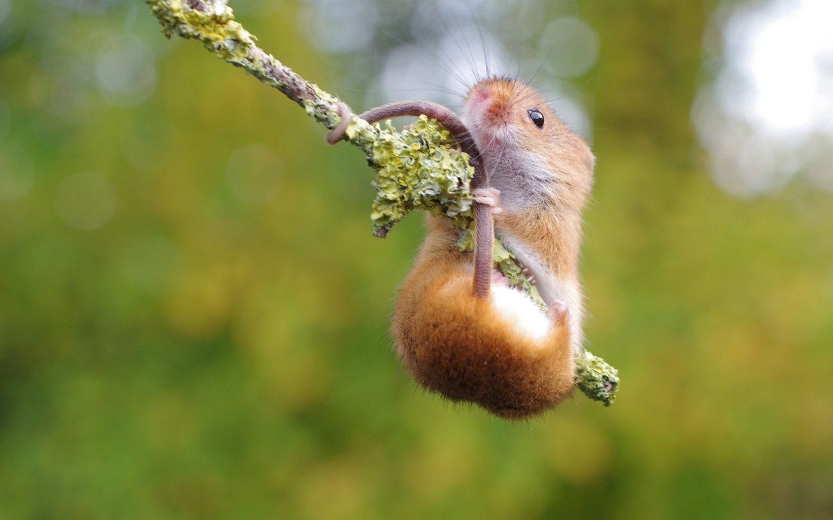 Летающий хомяк