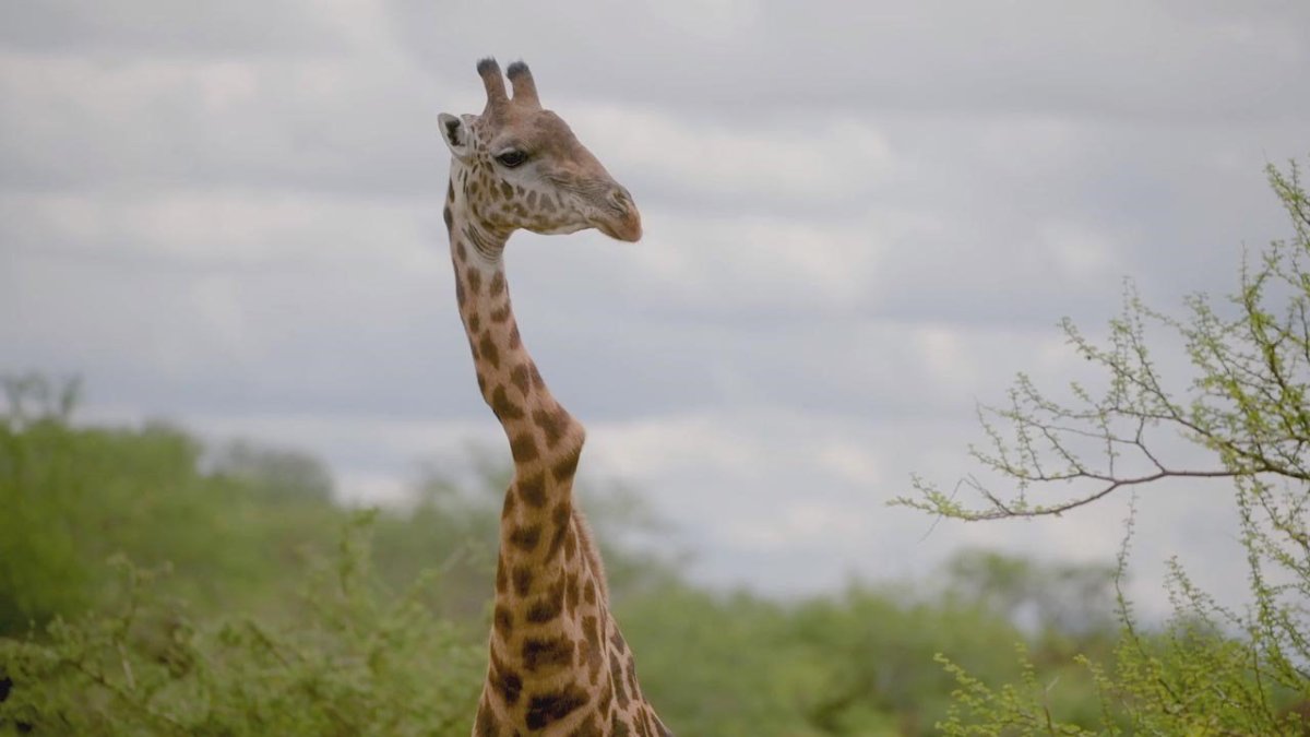 Национальный заповедник Масаи Мара Жирафы