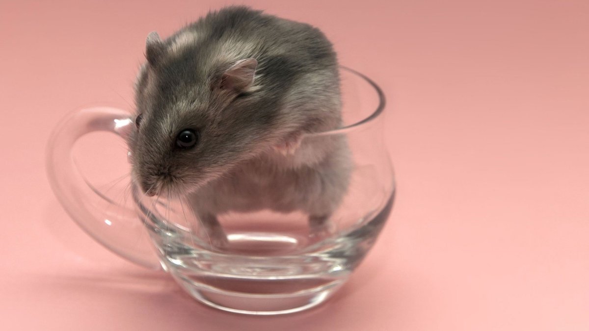 Крыса с фотоаппаратом