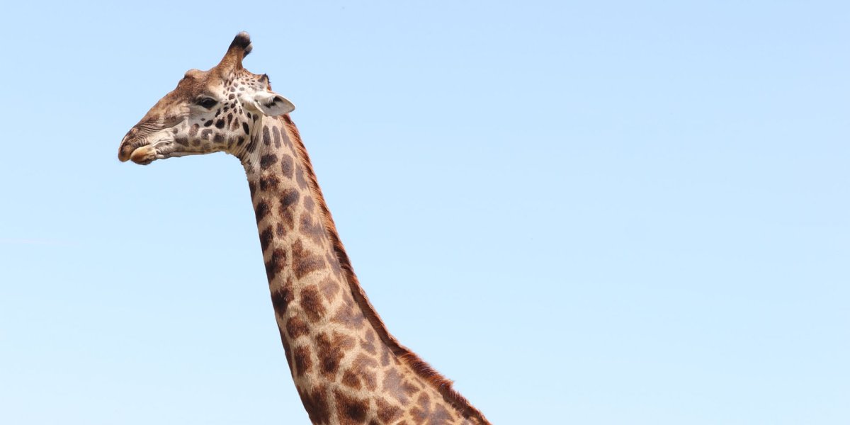 Жираф копытное