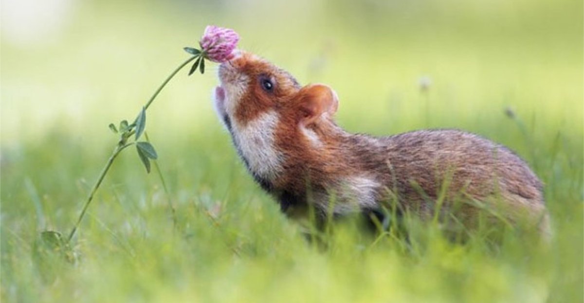 Белки летяги светятся в темноте