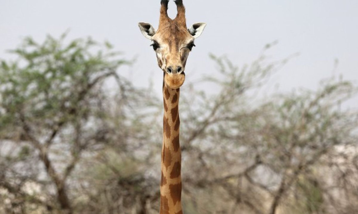Родезийский Жираф