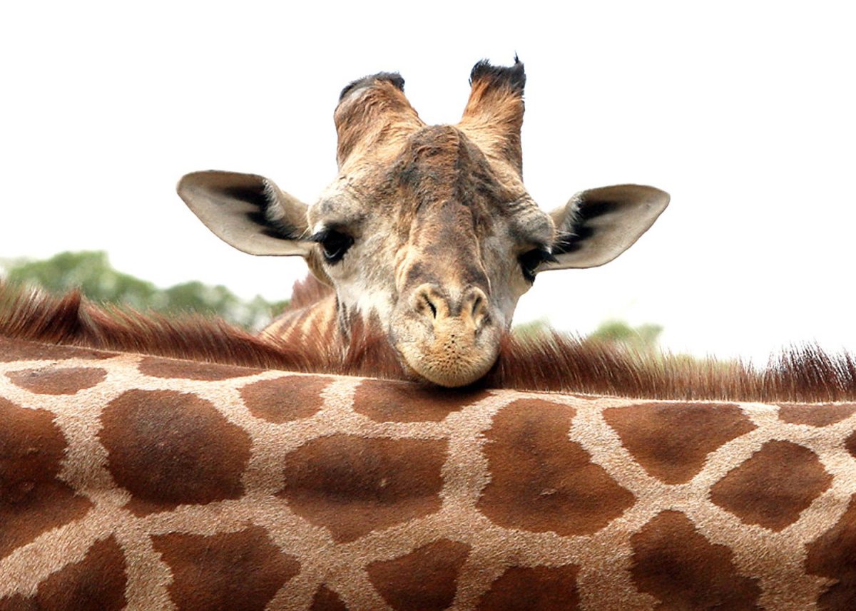 Жираф спит