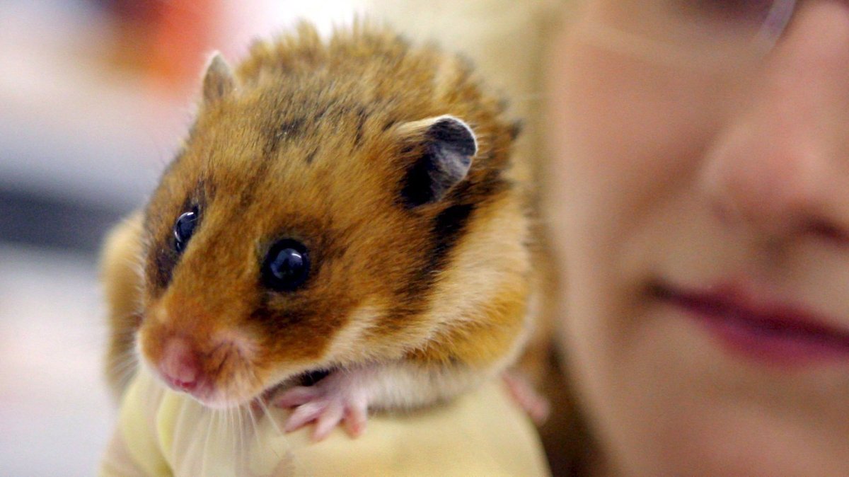 Сирийский золотистый хомячок