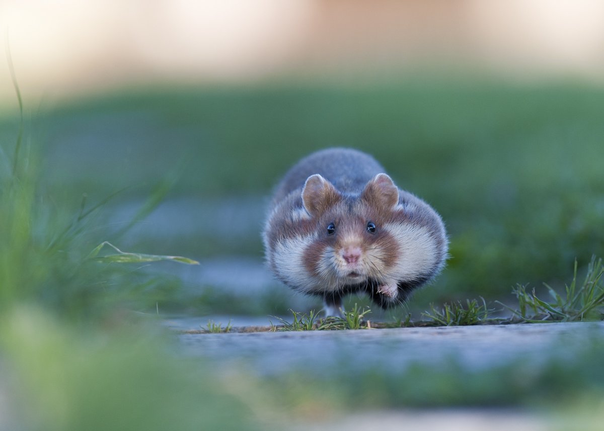 Обои с хомячками