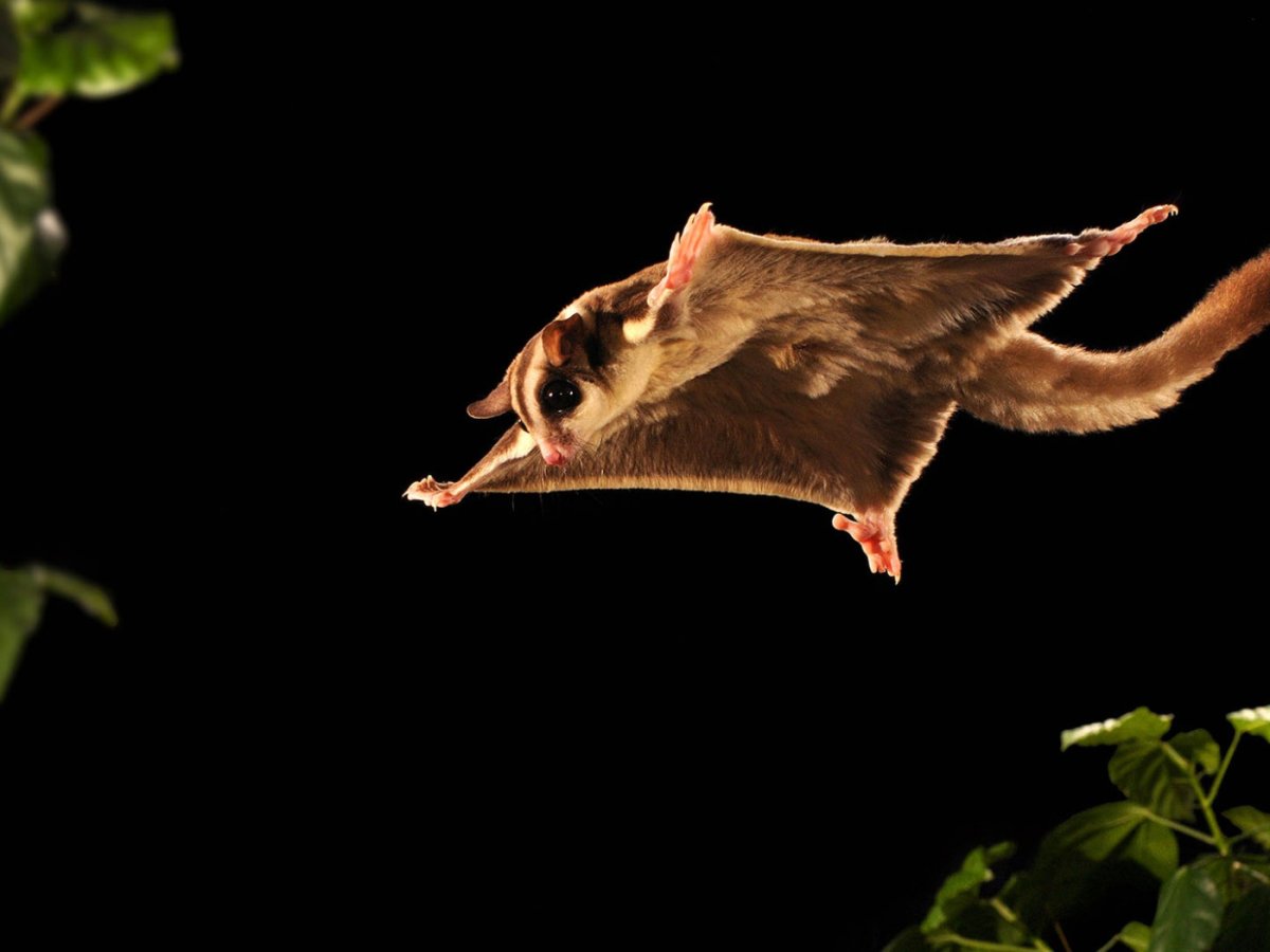 Милые мультяшные животные