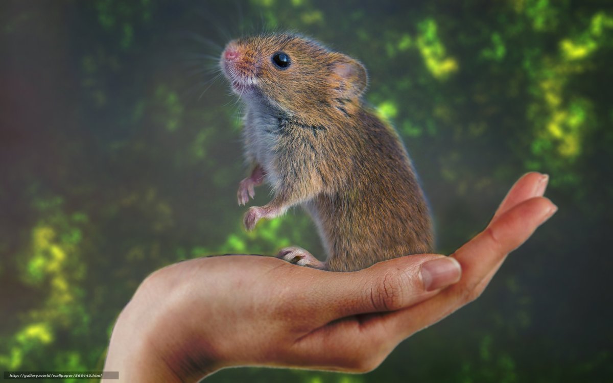 Хомяк трехцветный