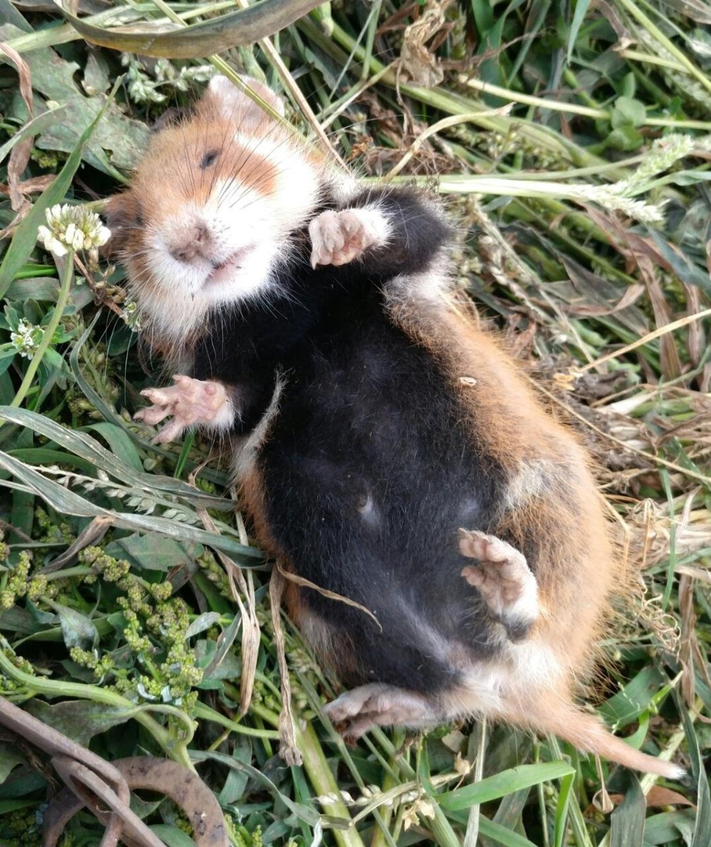 Полевой хомяк карбыш