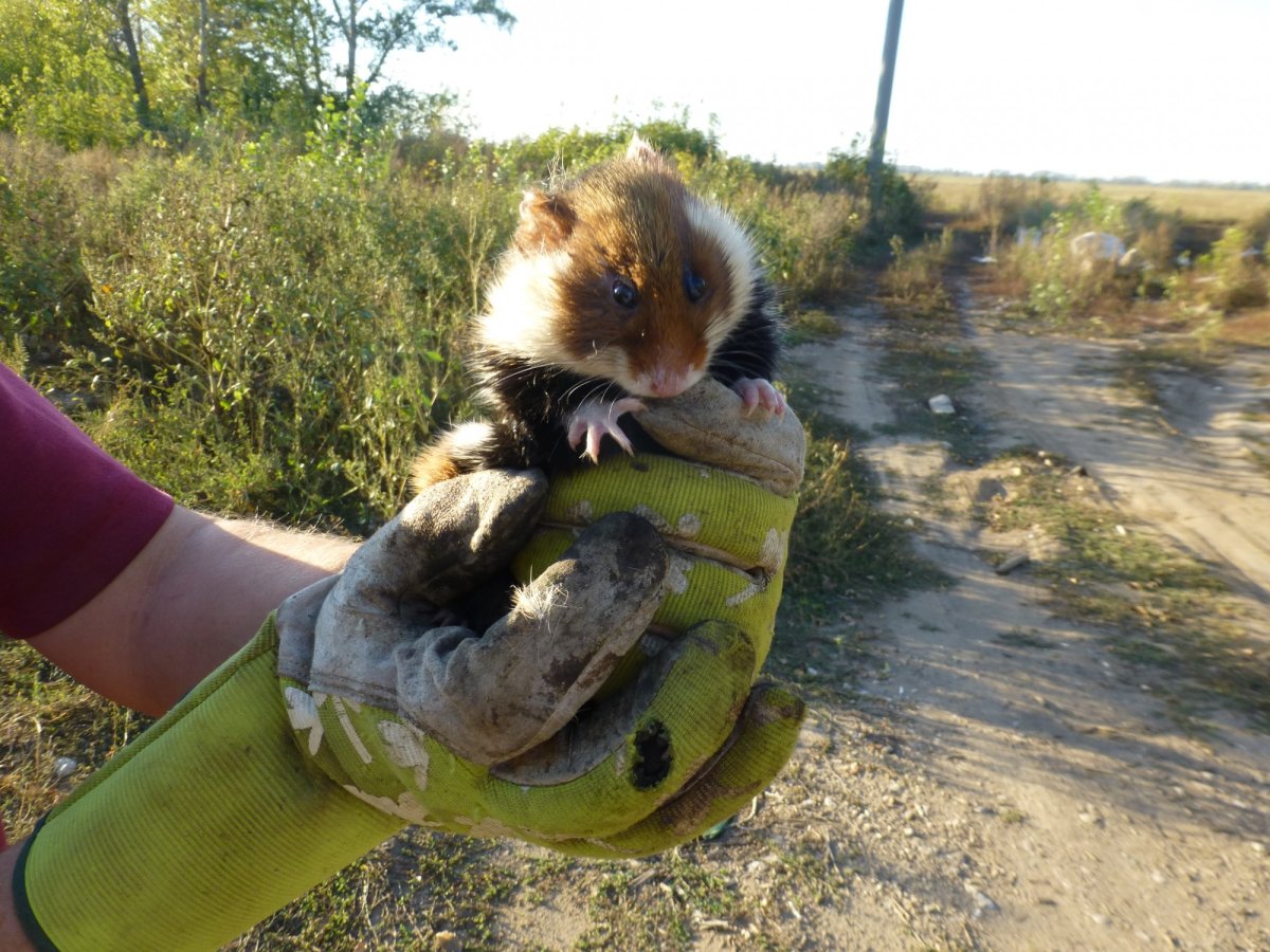 Луговой хомяк